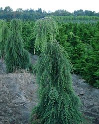 Tsuga canadensis 'Pendula' — photo 4