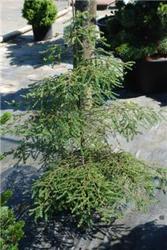 Tsuga canadensis Humphrey Welch — photo 2
