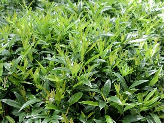 Sarcococca humilis — photo 1