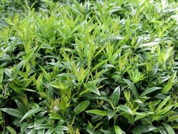 Sarcococca humilis — photo 1