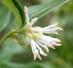 Sarcococca humilis — photo 2