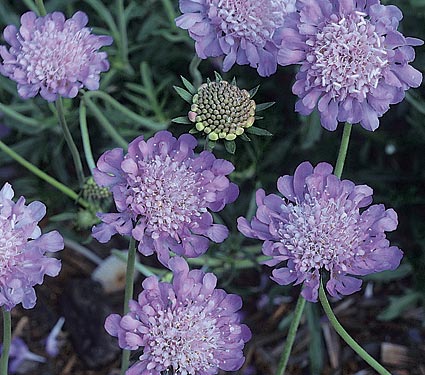 Scabiosa Butterfly Blue — photo 1