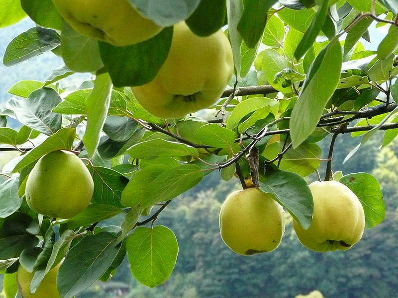 Quince Aromatnaya