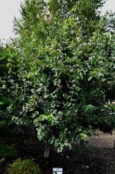 Quince Aromatnaya — photo 2