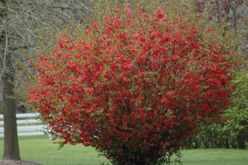 Quince Dwarf Riches