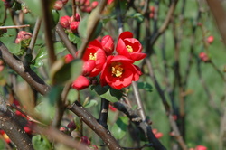 Quince Aromatnaya Russian — photo 1