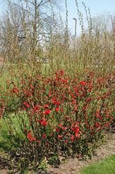 Quince Aromatnaya Russian — photo 2
