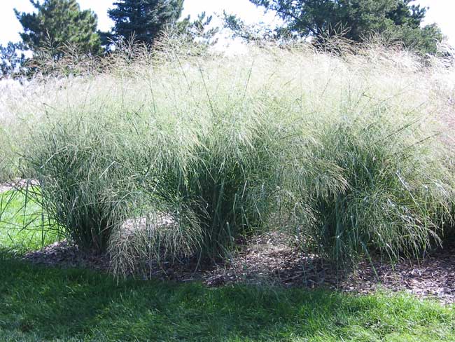 Panicum virgatum Cloud Nine — photo 1