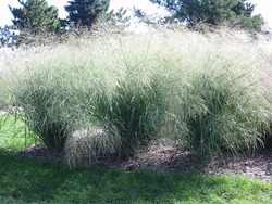 Panicum virgatum Cloud Nine — photo 1