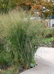 Panicum virgatum Cloud Nine — photo 2