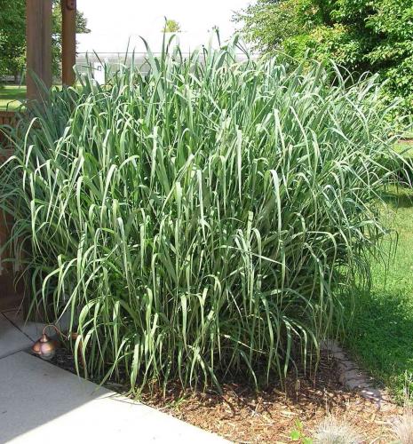Panicum virgatum 'Dallas Blues'