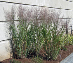 Panicum virgatum 'Dallas Blues' — photo 2