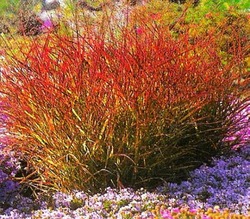 Panicum virgatum 'Rotstrahlbusch' — photo 2
