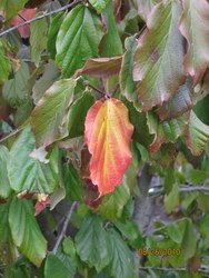 Parrotia persica 'Pendula' — photo 2