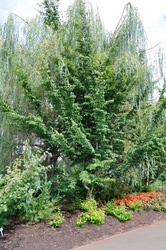 Parrotia persica 'Pendula' — photo 3