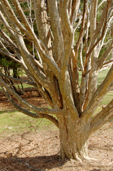 Parrotia persica 'Pendula' — photo 4