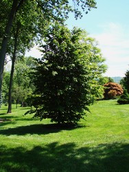 Parrotia persica Select — photo 2