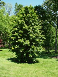 Parrotia persica 'Vanessa' — photo 2