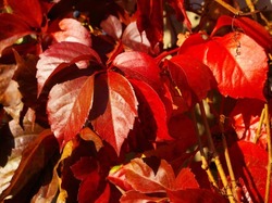 Parthenocissus quinquefolia var. engelmannii — photo 1