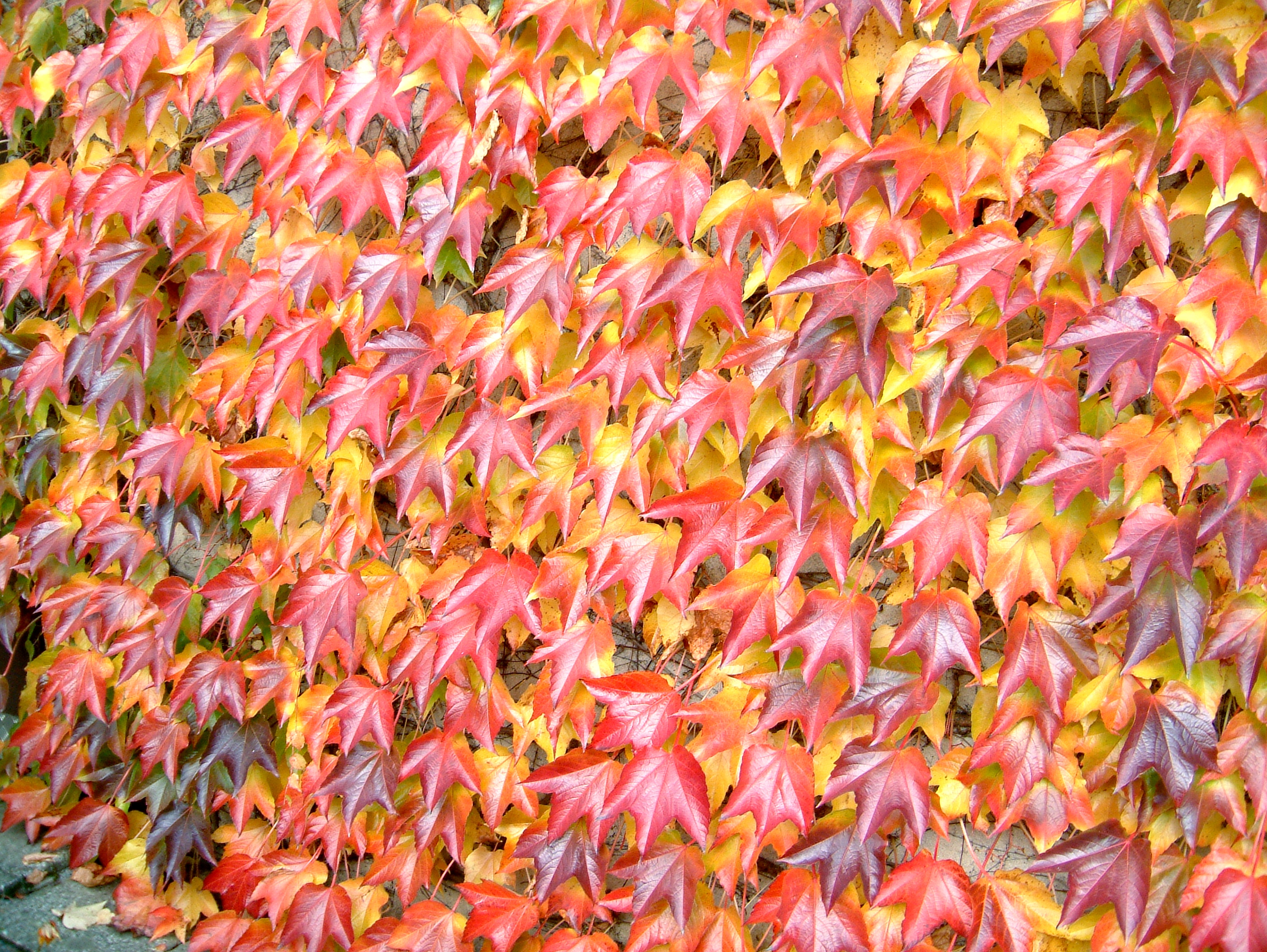 Parthenocissus tricuspidata