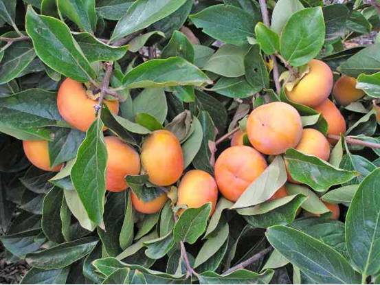 Diospyros kaki 'Jiro' — photo 1