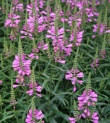 Physostegia virginiana Vivid — photo 1