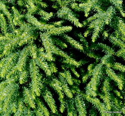 Picea abies 'Nidiformis' — photo 2