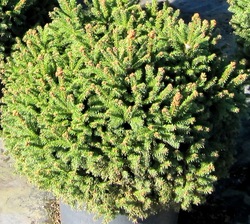 Picea abies 'Pumila' — photo 3