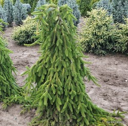 Picea abies 'Pendula' — photo 3