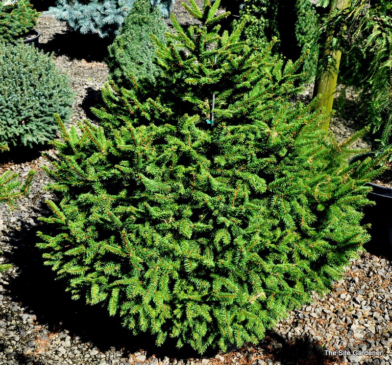 Picea abies 'Clanbrassiliana Stricta'