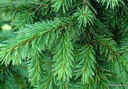 Picea abies 'Clanbrassiliana Stricta' — photo 2