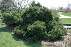 Picea abies 'Clanbrassiliana Stricta' — photo 3
