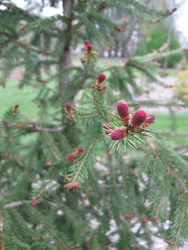 Picea abies Crusita — photo 2