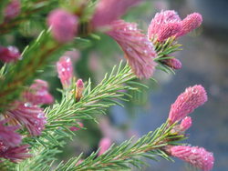 Picea abies Crusita — photo 3