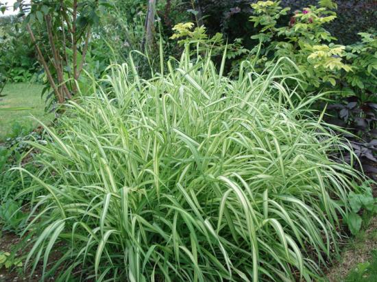 Phalaris Feesey Form