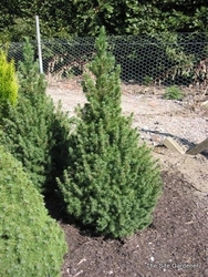 Picea glauca 'Conica' — photo 2