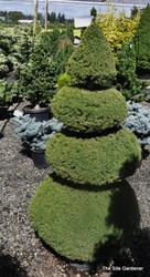 Picea glauca 'Conica' — photo 4