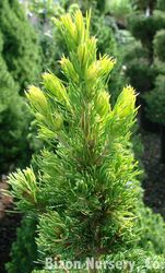 Picea glauca Conica Aurea — photo 3