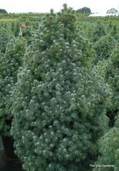 Picea glauca 'Conica Baby' — photo 3