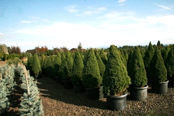 Picea glauca 'Pixie' — photo 2
