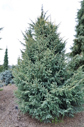 Picea mariana Aureo-variegata — photo 3