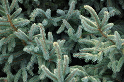 Picea mariana Aureo-variegata — photo 4