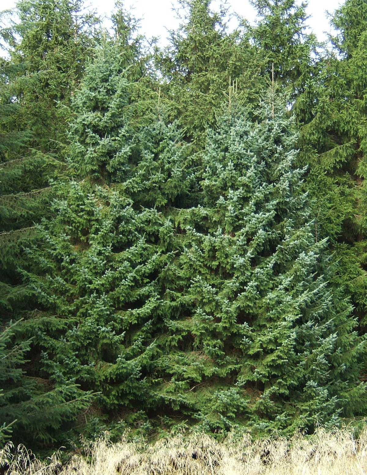 Picea omorika 'Pimoko'