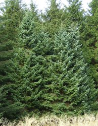 Picea omorika 'Pimoko' — photo 1