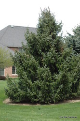Picea omorika 'Pimoko' — photo 2