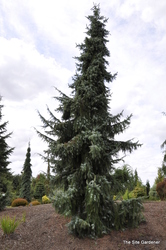 Picea omorika 'Pendula' — photo 2