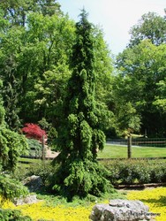Picea omorika 'Pendula' — photo 3