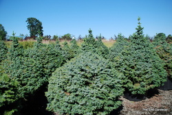 Picea omorika 'Nana' — photo 2