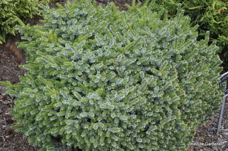 Picea omorika 'Pimoko'