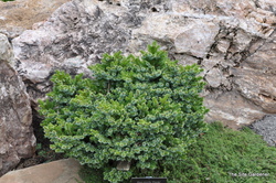 Picea omorika 'Pimoko' — photo 2